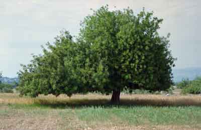 CAROB TREE